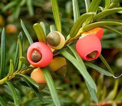 Taxus baccata 'Repandens', Тис ягодный 'Репанденс'|landshaft.info