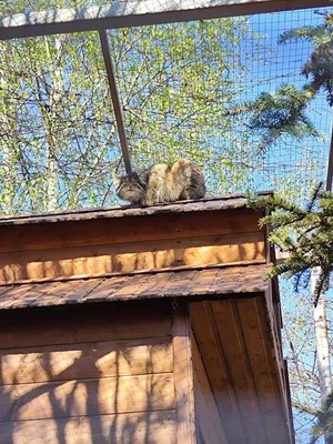 Тише Мыши, кальян-бар, ул. Ушинского, 3, корп. 3, Санкт-Петербург — Яндекс  Карты