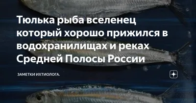 Рыба вяленая Тюлька / Снеки к пиву Альянс / 1 кг - купить с доставкой по  выгодным ценам в интернет-магазине OZON (487432923)