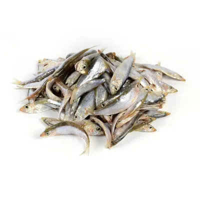 Балтийская килька (Sprattus sprattus) - sharkseafoods.com