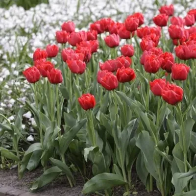 Tulipa Double Early 'Abba' Tulip from ADR Bulbs