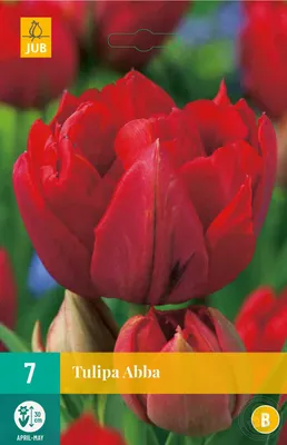 Тюльпан Abba - пакет из 5 штук - Tulipa Abba – Garden Seeds Market |  Бесплатная доставка