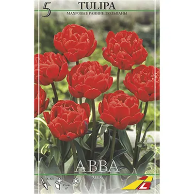 10 x Tulipa Double Early Abba - Most Exquisite Tomato Red Tulip – Spring  Flowering Bulbs - Sun Loving Perennial - Welcome Addition to Any Garden -  for Your Beautiful Spring Garden : Amazon.co.uk: Garden