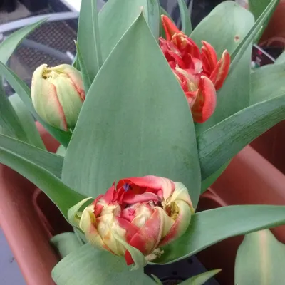 Group of tulipa Abba fully opened. A bowl shaped red tulip with sometimes  yellow markings a double early group of tulips Division 2 Stock Photo -  Alamy