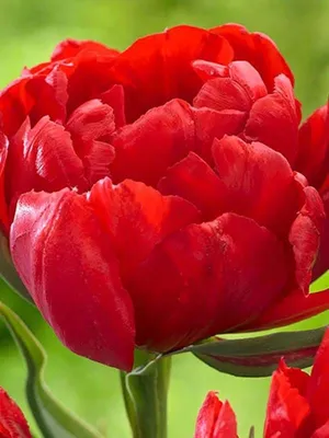 Tulip - Abba | Bulb flowers, Early spring flowers, Tulips