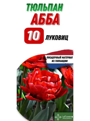 Тюльпан Абба(упаковка мини)