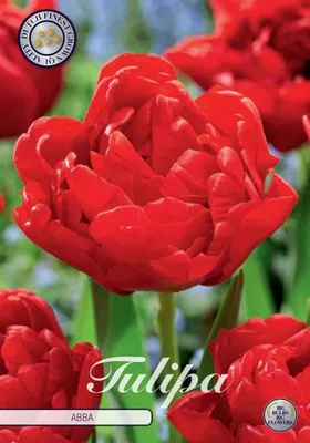 Tulipa 'Abba', Tulip 'Abba' (Double Early) in GardenTags plant encyclopedia