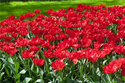 Pair of tulipa Abba fully opened. A bowl shaped red tulip flowering early  spring and belonging to the double early group of tulips Division 2 Stock  Photo - Alamy