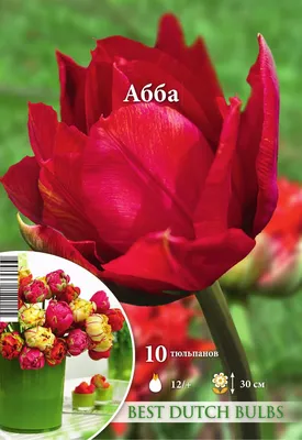 Луковица HBM Тюльпан Абба 10/11 красный, 5 шт. 37103 - выгодная цена,  отзывы, характеристики, фото - купить в Москве и РФ