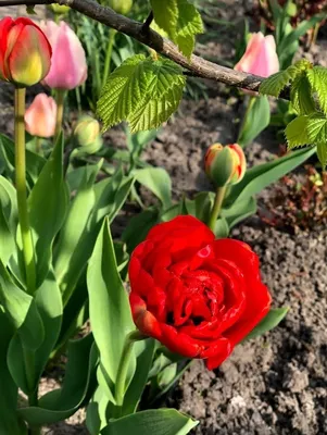 Tulpe Voll Früh (Tulipa) 'Abba' 5 szt. | Sklep Cebule.pl