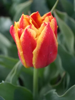 Tulpe 'Abba'