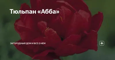 101 пионовидный тюльпан Абба | купить недорого | доставка по Москве и  области | Roza4u.ru