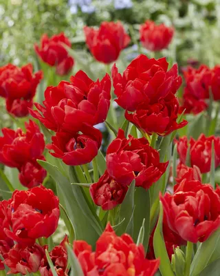 Abba' Double Early Tulip, Tidig fylld tulpan (Tulipa gesneriana Stock Photo  - Alamy