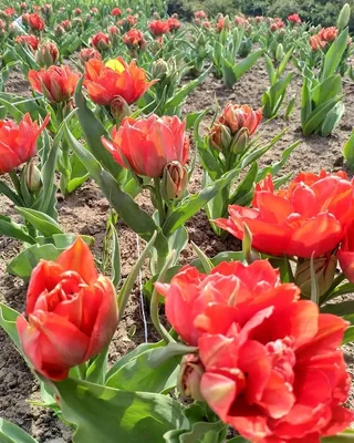 Tulipa 'Abba' (Tulip) Close up of red double Division 2 two Double Early  group tulip on blue background Stock Photo - Alamy