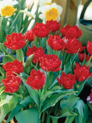 Tulip Abba | Bluestone Perennials