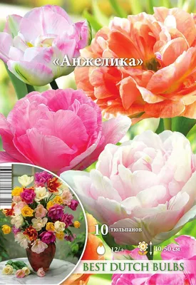 Тюльпан Махровый поздний Анжелика (10 шт.) из каталога Тюльпаны – купить с  доставкой по Москве и России в Onlinesemena