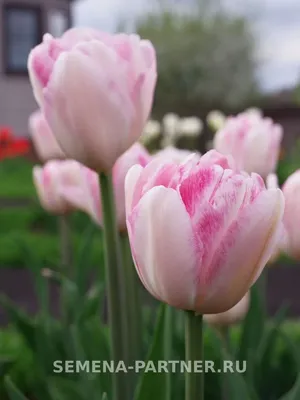 🌷Тюльпан Анжелика 📝Стройный, изящный, нежный и воздушный, как белоснежный  пух, тюльпан Анжелика несомненно станет фаворитом даже на самой изысканной  весенней клумбе. Когда вокруг цветут яркие кусты сирени, а вдоль дорог  распускаются каштаны,