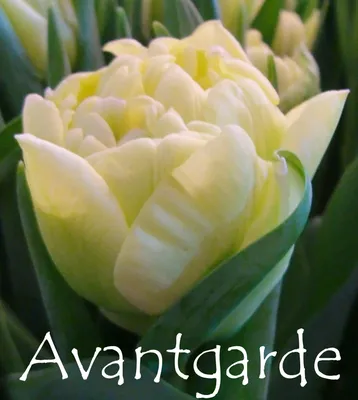 Avant Garde ® | Tulip | Jan de Wit en Zonen B.V.