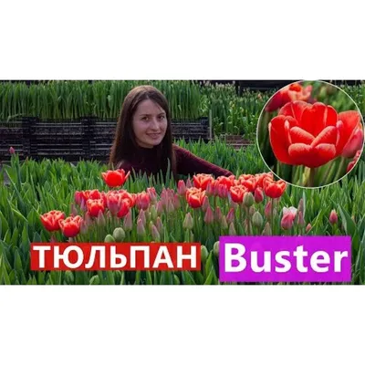 Тюльпан Триумф Buster (Бастер) — Рассада цветов и овощей.