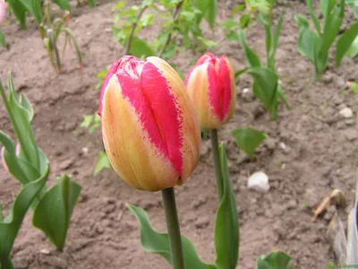 Tulip Jan Buis авторское фото BUFL.RU | Тюльпаны