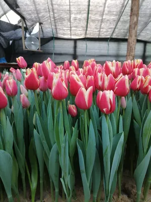 Red with white edges Triumph tulips (Tulipa) Pole Position bloom in a  garden in April Stock Photo - Alamy