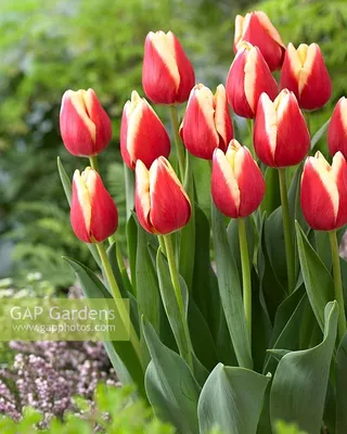 Tulipa 'Buster'... stock photo by Visions, Image: 1259041