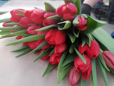 Buster red/yellow showtime #PAker #venhuizen #export #tulips #tulipa  #tuliptradeevent #flowerstagram | By P. Aker b.v. | Facebook