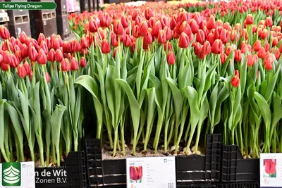 Botanical tulips--color balm for winter doldrums - Prairiebreak