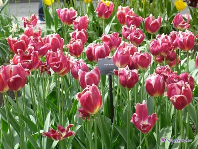 Prairiebreak: Botanical tulips--color balm for winter doldrums