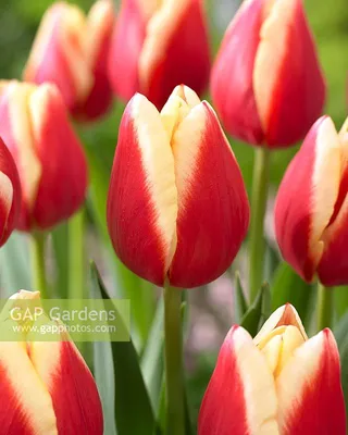 Tulipa 'Buster'... stock photo by Visions, Image: 1259039