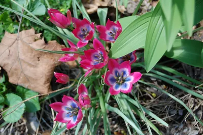 Tulipa 'Magic Lavender' | BBC Gardeners World Magazine