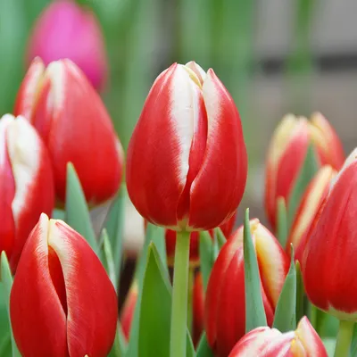 Species Tulips: A Walk on the Wild Side – gardeninacity