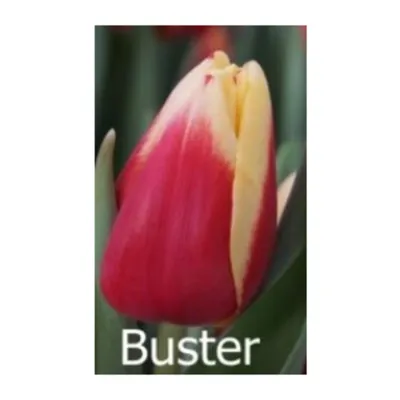 ꕤ Тюльпан Buster • купить Тюльпан Buster по цене от 21.99 грн. в Украине