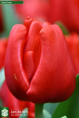 Red triumph tulips (Tulipa) Escape bloom in a garden in April Stock Photo -  Alamy