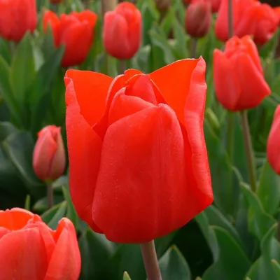 Photo Tulip Escape - plant 1 | Garden-en.com