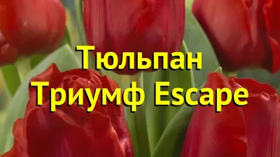 Escape triumph tulip hi-res stock photography and images - Alamy