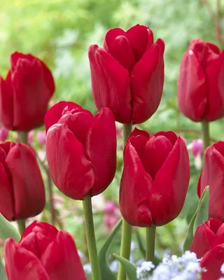 tulip escape – Flowersense