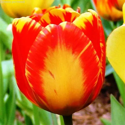 Tulipán Escape - Triumph tulipány (Tulipa), flowers | Garden-en.com