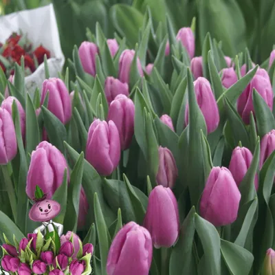 jub tulipa escape (10sts) - Tuincentrum Pelckmans