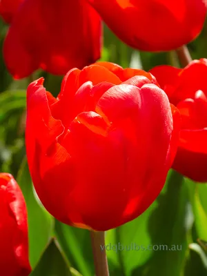 Red triumph tulips (Tulipa) Escape bloom in a garden in April Stock Photo -  Alamy