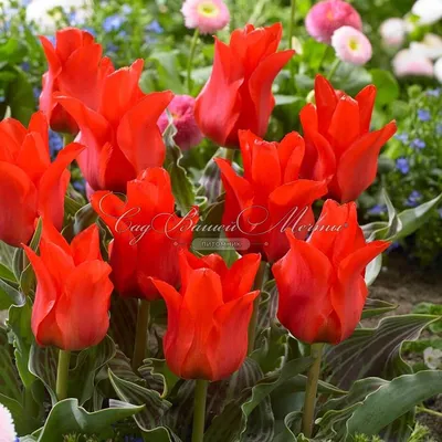 Tulip Escape | Green Garden Flower bulbs