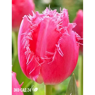 Tulip cacharel hi-res stock photography and images - Alamy