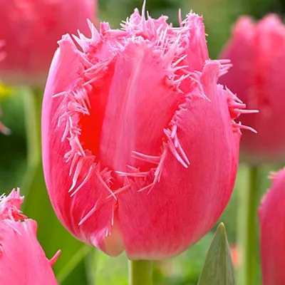 Bouquet of fringed tulip Cacharel - buy with delivery from ElitBuket