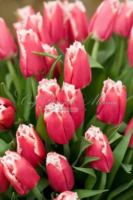 A pink themed Tulip arrangement in a green vase. Featuring Tulipa  'Christmas Dream', Tulipa 'Cacharel' and Tulipa 'Pretty Princess' Stock  Photo - Alamy