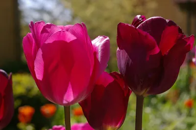 A peach themed Tulip arrangement in a blue vase. Featuring Tulipa 'Copper  Image', Tulipa 'Cacharel', Tulipa 'Pretty Princess' and Tulipa 'Apricot  Foxx Stock Photo - Alamy