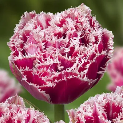 A pink themed Tulip arrangement in a green vase. Featuring Tulipa  'Christmas Dream', Tulipa 'Cacharel' and Tulipa 'Pretty Princess' Stock  Photo - Alamy