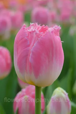 Купить Тюльпан Cacharel нежно-розовый махровый 37см оптом | Paeonia