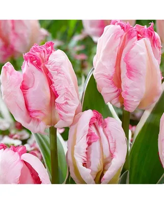 Tulipa 'Cacharel' - Rose Cottage Plants