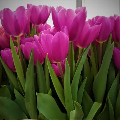 Tulipanes rosados (Tulipa) Flor de Cacharel Foto de stock 1825597802 |  Shutterstock