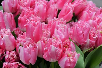 A peach themed Tulip arrangement in a blue vase. Featuring Tulipa 'Copper  Image', Tulipa 'Cacharel', Tulipa 'Pretty Princess' and Tulipa 'Apricot  Foxx Stock Photo - Alamy